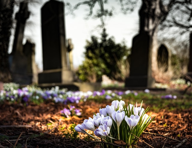 photo d'une fleur dans un cimetière
